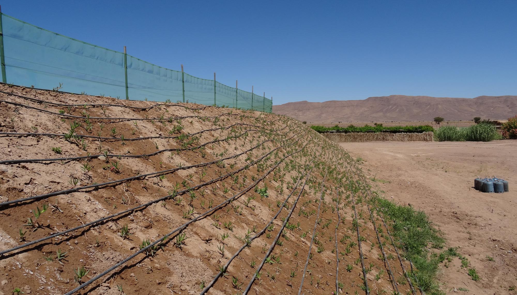 Irrigación en Zagora.